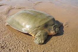 WORLD TURTLE DAY NEWS:  WCS Celebrating Cantor’s Giant Softshell Turtle Conservation in Cambodia on World Turtle Day 2020